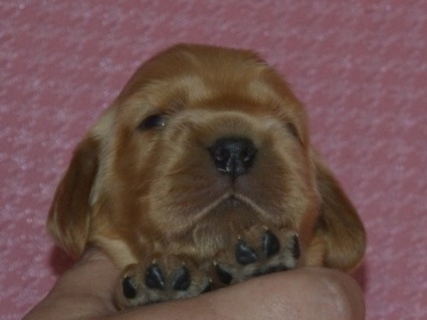 1. fenka - tm. fialová.JPG